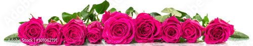 Obraz w ramie Panoramic image of a bouquet of roses with dew drops
