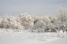 Snow-covered Trees Is In A Snowy Winter Forest In The Frosty Morning