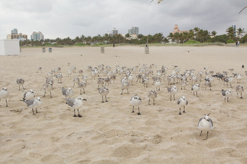 Möven am Strand von Miami Beach