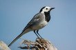 white wagtail bird stay close up at sun day