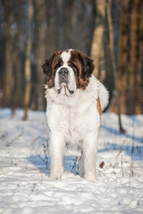 Wall Mural - Saint bernard dog in winter