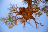 Fototapeta Sawanna - Giant Weaver Bird Nests in African Tree, Namibia