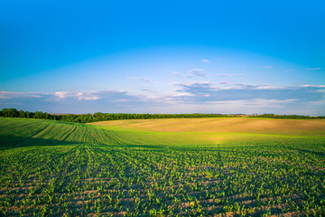 Wall Mural - Green Field and Beautiful Sunset