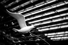 Flying White Bird Sculpture