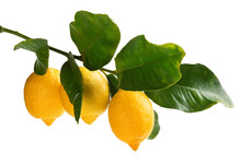 Branch Of Lemons