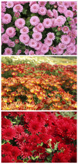 Poster - Beautiful chrysanthemum flowers, close-up, outdoors