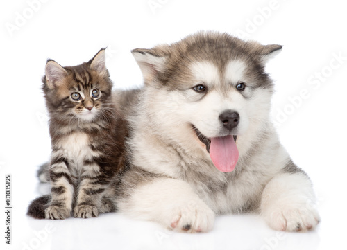 alaskan-malamute-dog-i-maine-coon-cat-razem-samodzielnie-na-w