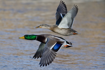 Poster - Pair of Mallard Ducks Flying Low Over the River