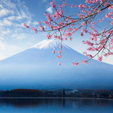 Mt. fuji and cherry blossom at lake kawaguchiko