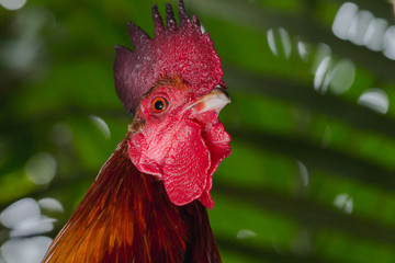 close up portrait of rooster