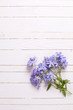 Fresh tender blue flowers on white wooden background.