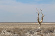 Lonely tree and vulture in Etosha, Namibia.