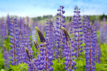 Violet Flowers A Lupine