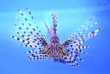 Beautiful Zebra Fish Or Striped Lionfish In The Aquarium