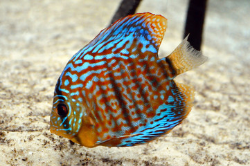 Sticker - Discus fish in aquarium