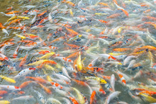 Much Of Carp Fish In The Pool