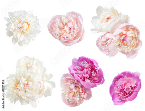 Set of peonies flower Canvas Print