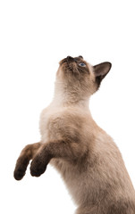 Sticker - Kitten siamese in high definition