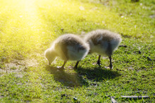 Canada Goose, Branta Canadensis. Wildlife Animal. Two Fluffy Baby Gosling In Sun Rays