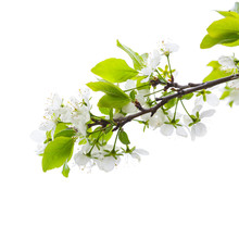 Apple Tree Branch With Flowers Isolated On White