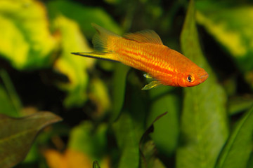 Wall Mural - Swordtail (Xiphophorus hellerii)