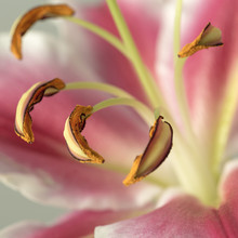 Lily Flowers Pistil In Bloom On A Blurred Pink Background
