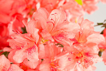 Coral Pink Azalea Flowers