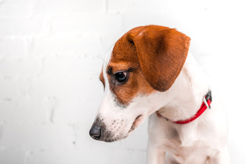 Wall Mural - Jack russell terrier