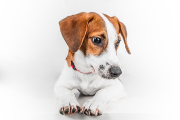 Wall Mural - Jack russell terrier