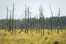 Dead Trees In The Obary Peat Bog In Poland