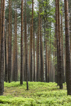 Pine Forest In Poland
