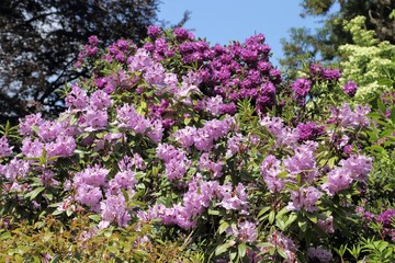 Wall Mural - Garden