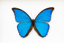 Beautiful Blue Butterfly, Morpho Didius,