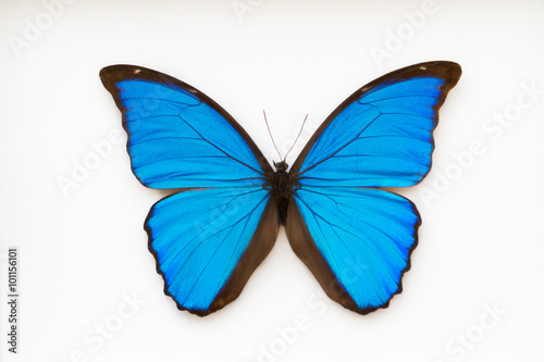 Fotografía Beautiful blue butterfly, morpho didius,