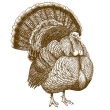 Engraving Illustration Of Turkey