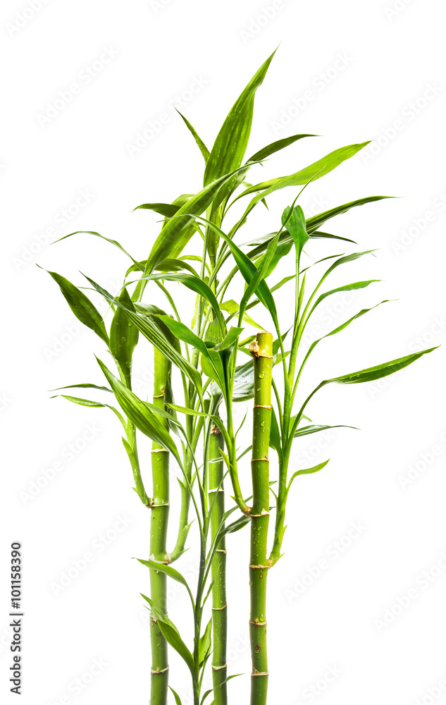 junge Bambuspflanzen vor weißem Hinterund - obrazy, fototapety, plakaty 