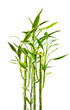 junge Bambuspflanzen vor weißem Hinterund