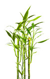 Fototapeta Sypialnia - junge Bambuspflanzen vor weißem Hinterund