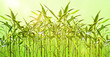 junge Bambuspflanzen vor grünem Hintergrund
