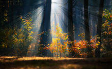 Autumn Sunrise In The Forest