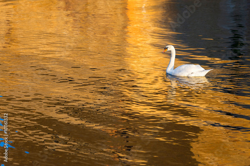 Swan Swimming On The Lake Buy This Stock Photo And Explore
