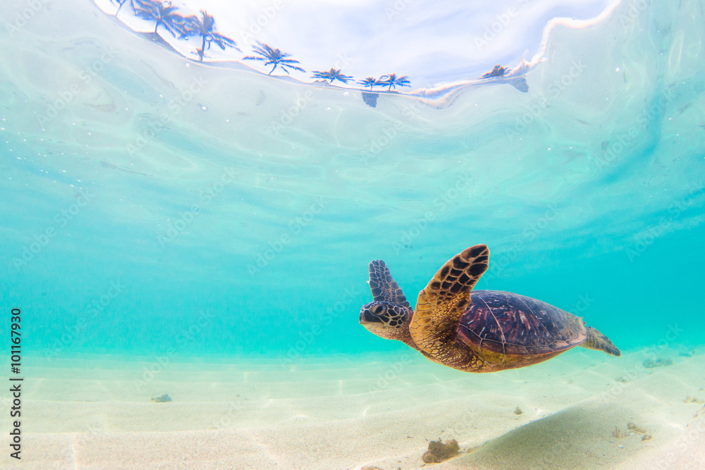 Endangered Hawaiian Green Sea Turtle cruises in the warm waters of the Pacific Ocean in Hawaii - obrazy, fototapety, plakaty 