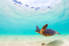 Endangered Hawaiian Green Sea Turtle Cruises In The Warm Waters Of The Pacific Ocean In Hawaii