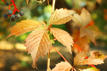 Wall Mural - Autumn tree branch closeup