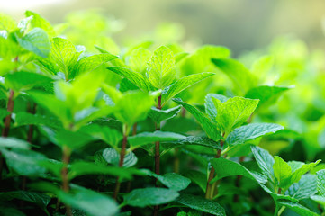 Sticker - green mint crops in growth at garden