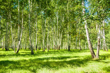 Summer Forest With Green Trees At Sunny Day