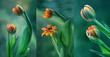 Zielone tulipany - tryptyk