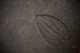Fototapeta Desenie - Leaf imprint on cement texture background