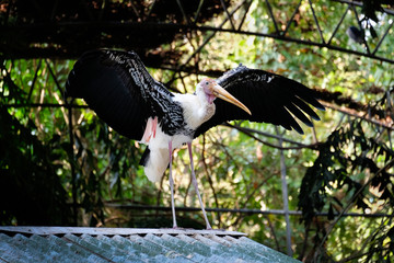 Poster - Portrait of painted stork - Big bird