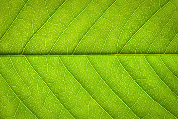 Wall Mural - leaf texture